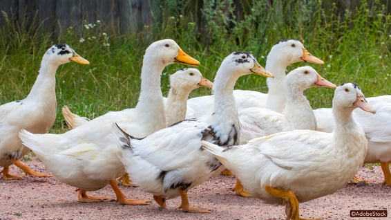 AdobeStock_238332083-ABB