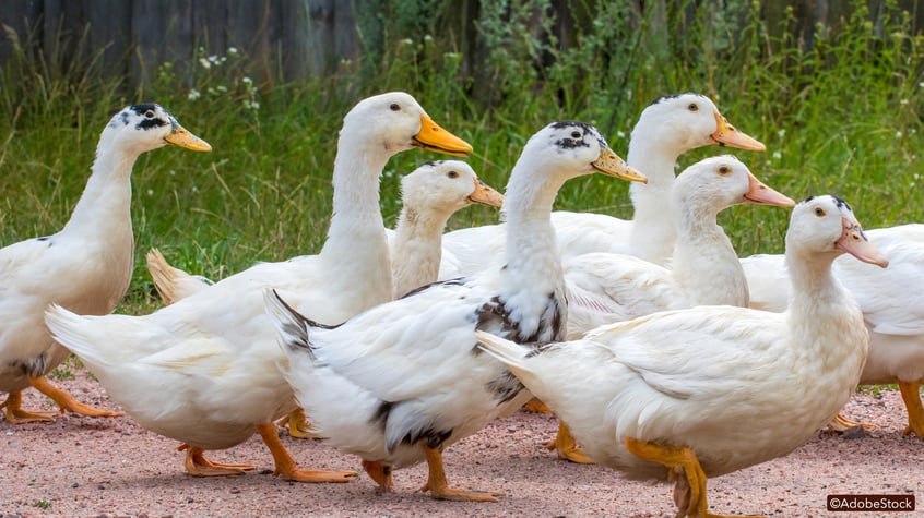 Matériaux biosourcés : la SATT Aquitaine investit 93 800 € dans un adhésif bois à base de plumes