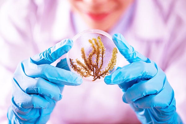 Comment encadrer la circulation des ressources biologiques ?